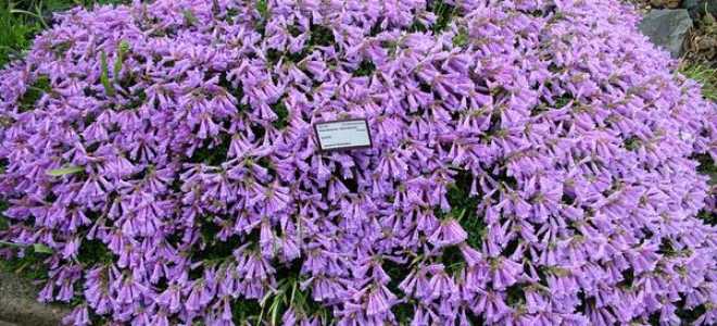 Пенстемон многолетний