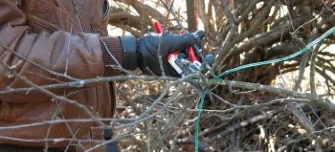 Как обрезать алычу осенью