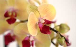 Как правильно пересадить орхидею в домашних условиях