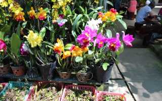 Как посадить орхидею из вьетнама