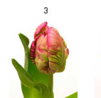 Как сохранить тюльпаны
