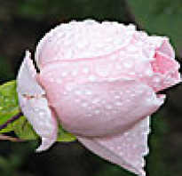 Комнатная роза бенгальская