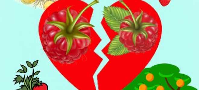 Как рассадить малину осенью