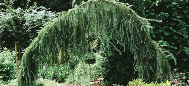 Лиственница пендула на штамбе посадка и уход