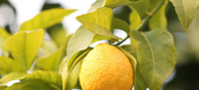 Лимон посадка и уход в домашних условиях