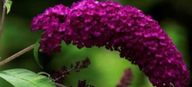 Будлея в сибири посадка и уход