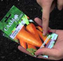 Зимняя посадка моркови