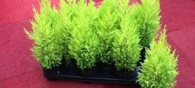 Когда лучше пересаживать тую весной или осенью