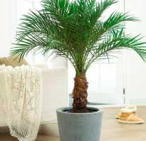 Выращивание пальмы в домашних условиях
