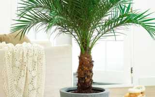 Пальма в домашних условиях