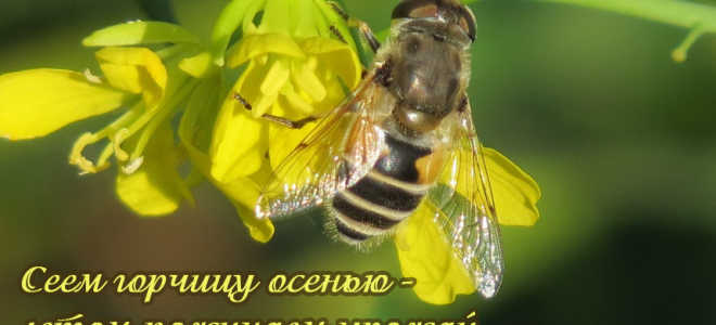 Когда можно сеять горчицу осенью