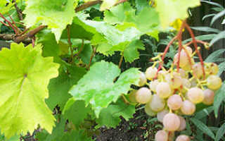 Размножение винограда черенками осенью сразу в грунт