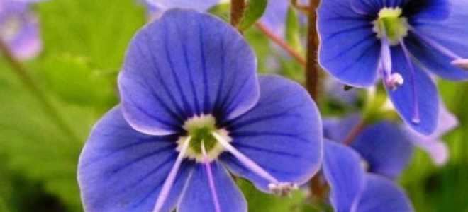 Цветы вероника