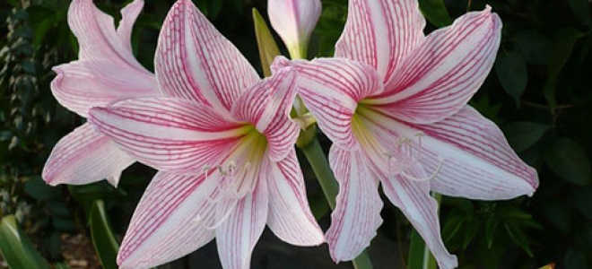 Амариллис садовый посадка и уход