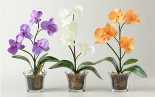 Прозрачные горшки для орхидей