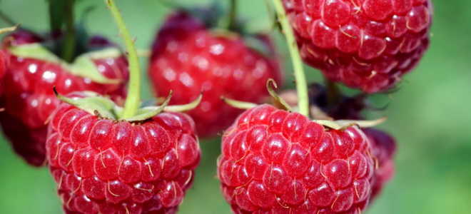 Когда нужно обрезать малину весной или осенью