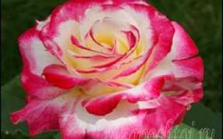 Как заставить розу цвести