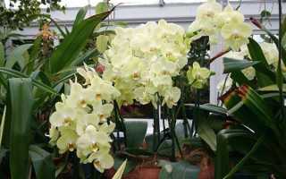 Как разводить орхидеи