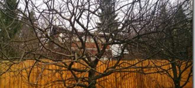 Сроки обрезки яблонь осенью