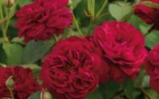 Плетистые розы дэвида остина