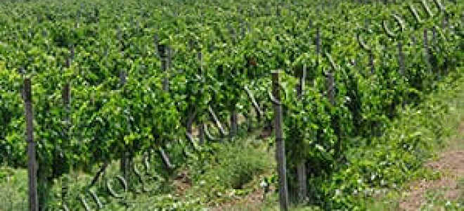 Обрезка винограда молдова осенью