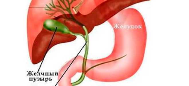 Цветы бессмертника полезные свойства и противопоказания