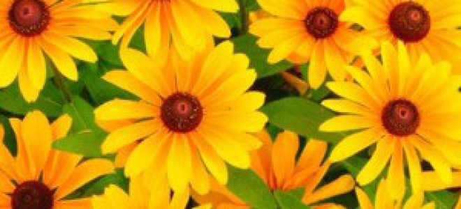 Какие деревья цветут осенью