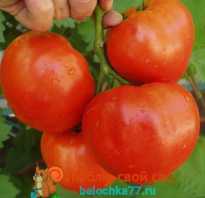 Элитные сорта томатов для теплиц