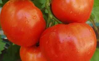 Самые ранние сорта томатов для теплиц