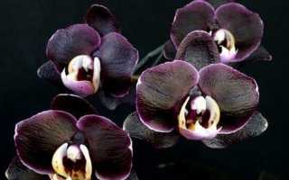Орхидея черная жемчужина