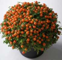 Цветок с оранжевыми ягодами