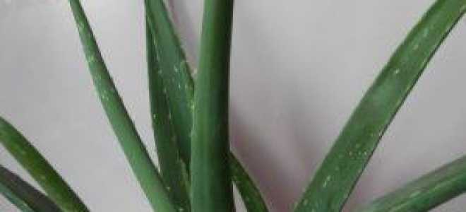 Можно ли пересаживать алоэ осенью