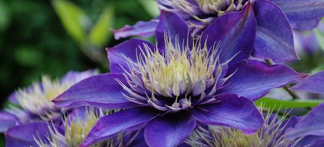 Клематис мульти блю посадка и уход