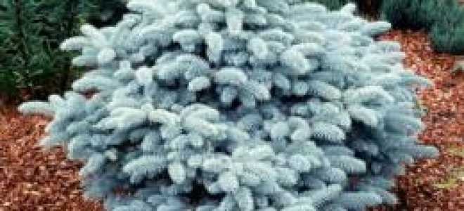 Ель колючая глаука глобоза посадка и уход