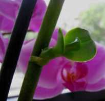 Как орхидея дает отростки