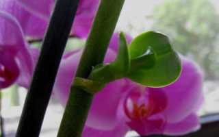 Как орхидея дает отростки