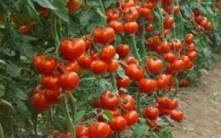 Агротехника выращивания томатов в теплице из поликарбоната