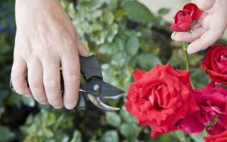 Как правильно обрезать домашнюю розу