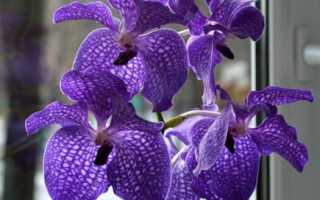 Орхидея ванда уход в домашних условиях