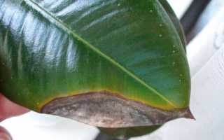 Почему чернеют листья у фикуса