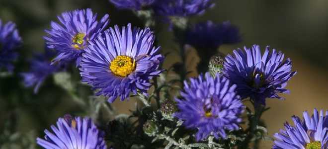 Астра новобельгийская посадка и уход