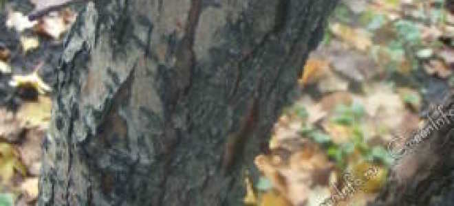 Зачем белить деревья осенью