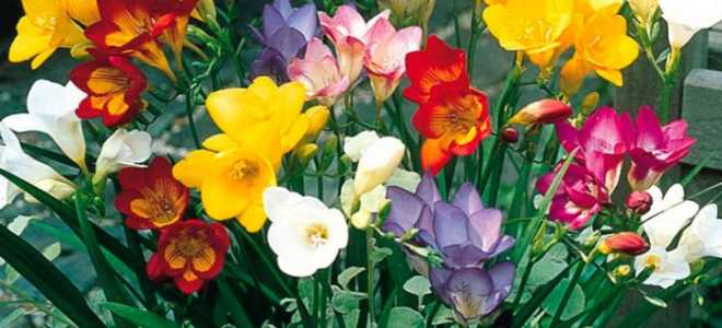 Фрезия выращивание и уход в домашних условиях