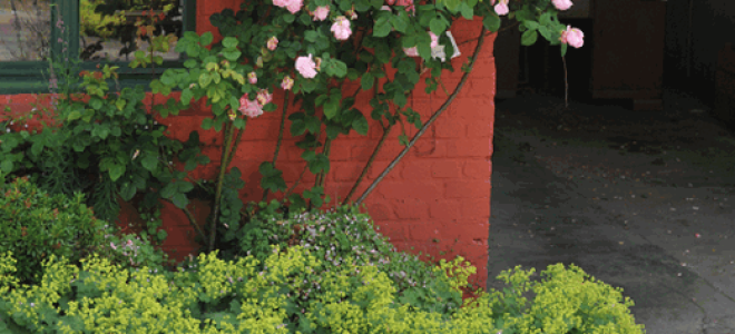 Манжетка цветок