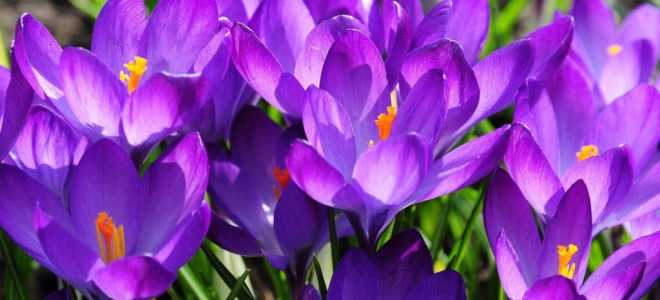 Крокусы посадка и уход в открытом грунте