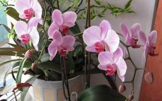 Почему у орхидеи много воздушных корней