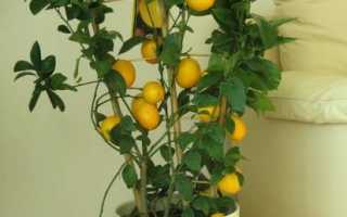 У лимона сохнут кончики листьев