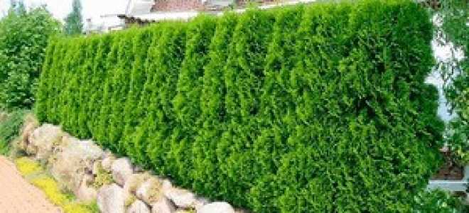 Живая изгородь из туи брабант правила посадки