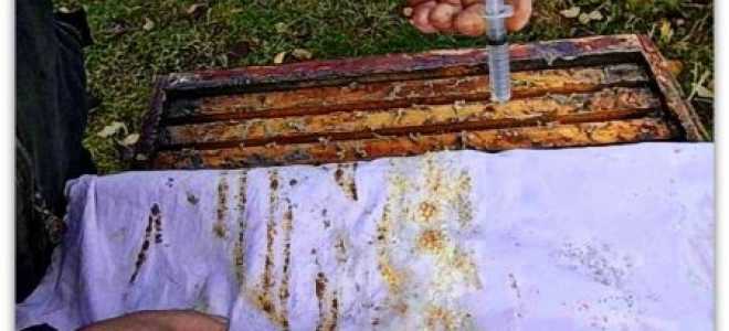 Когда обрабатывать пчел бипином осенью