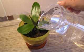 Как поливать орхидею фаленопсис в домашних условиях